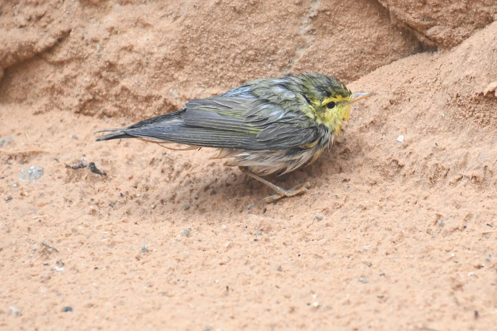 林柳莺(Phylloscopus sibilatrix)