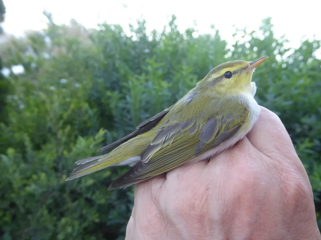林柳莺(Phylloscopus sibilatrix)