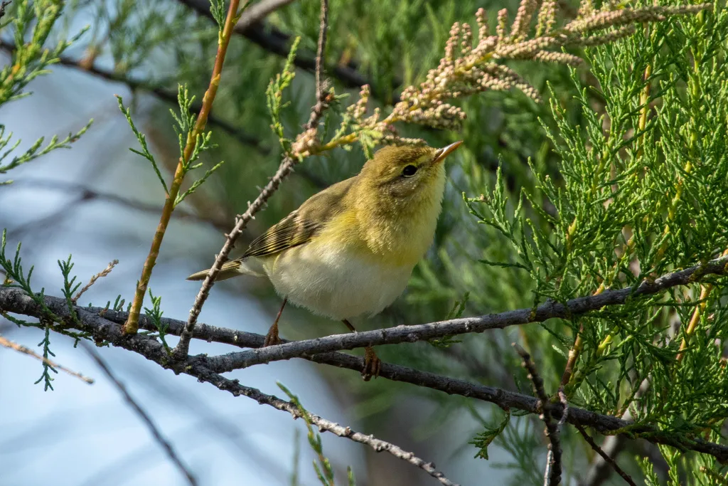 林柳莺(Phylloscopus sibilatrix)