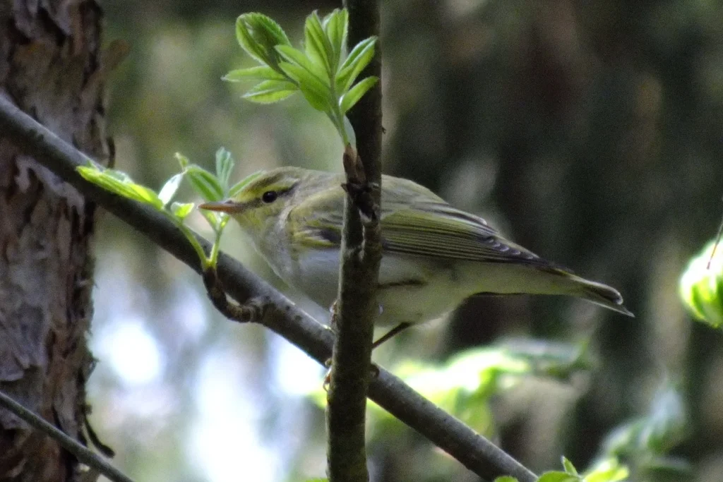 林柳莺(Phylloscopus sibilatrix)