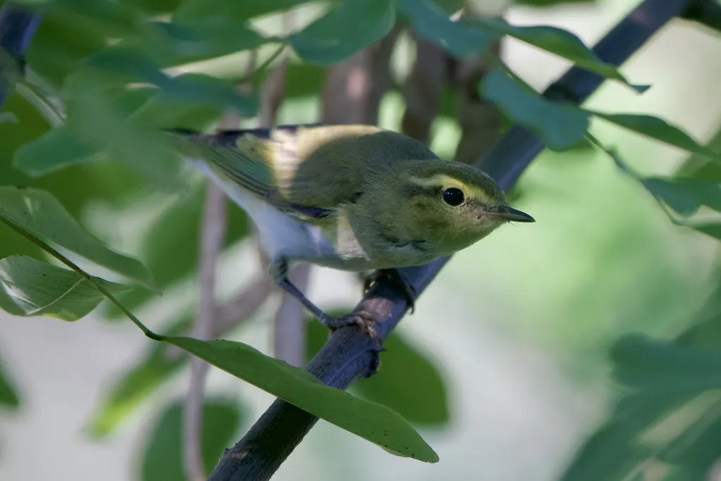 林柳莺(Phylloscopus sibilatrix)