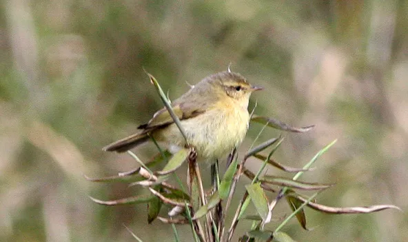 棕腹柳莺(Phylloscopus subaffinis)