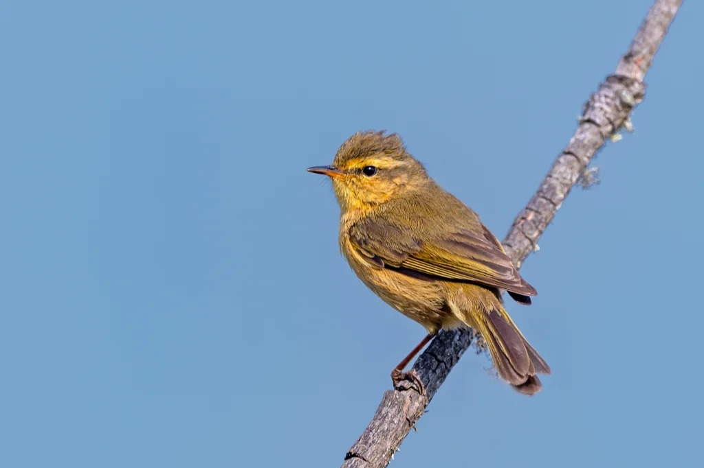 棕腹柳莺(Phylloscopus subaffinis)