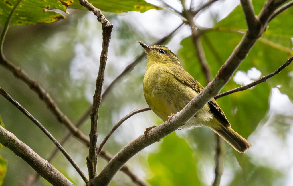 山柳莺(Phylloscopus trivirgatus)