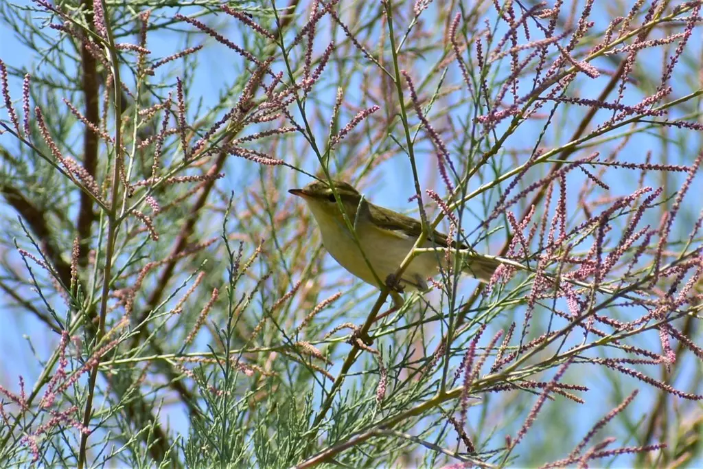 暗绿柳莺(Phylloscopus trochiloides)