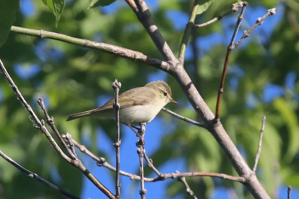 暗绿柳莺(Phylloscopus trochiloides)