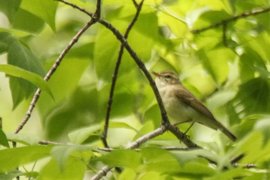 暗绿柳莺(Phylloscopus trochiloides)