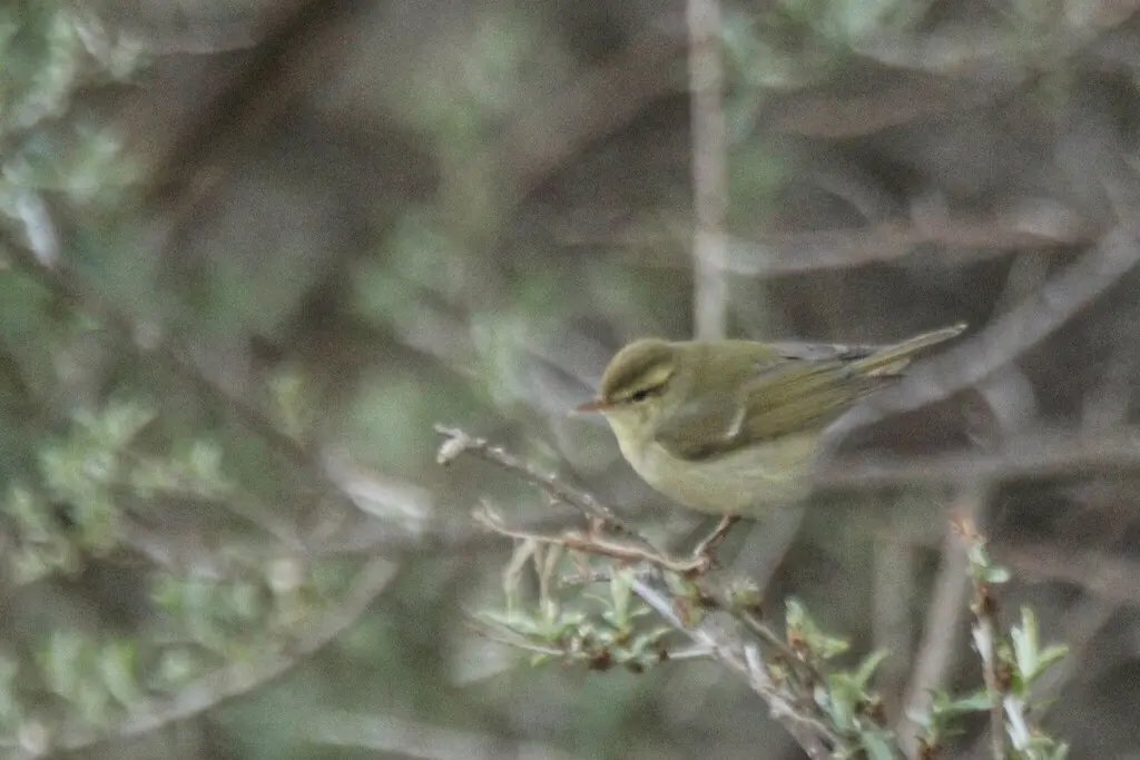暗绿柳莺(Phylloscopus trochiloides)
