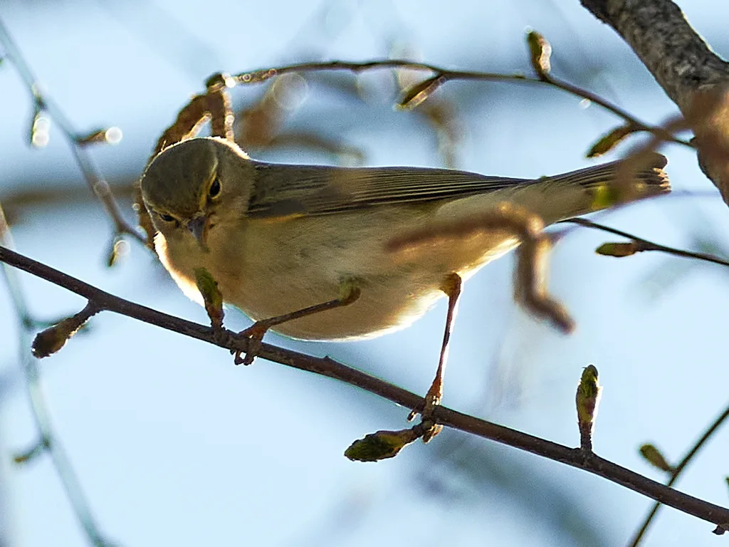 欧柳莺(Phylloscopus trochilus)