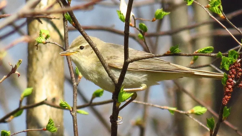 欧柳莺(Phylloscopus trochilus)