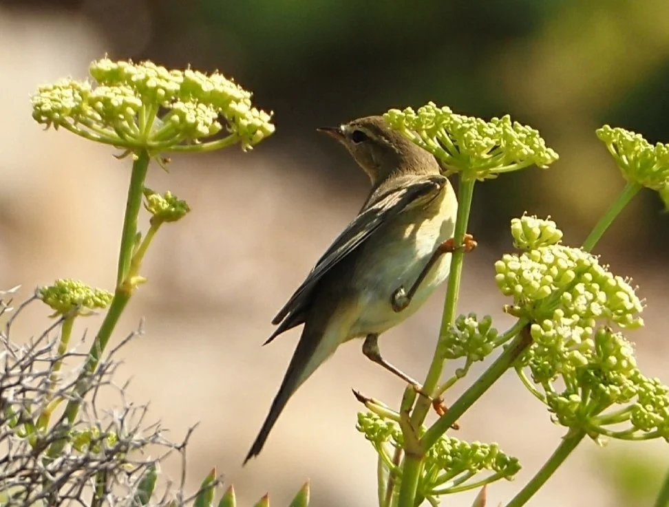 欧柳莺(Phylloscopus trochilus)