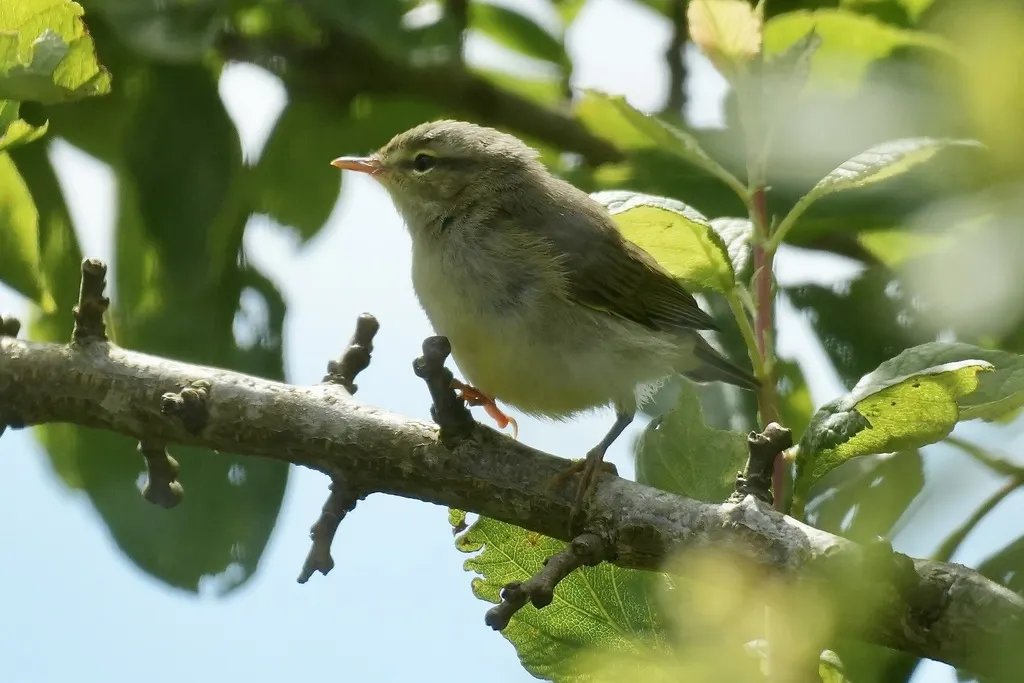 欧柳莺(Phylloscopus trochilus)