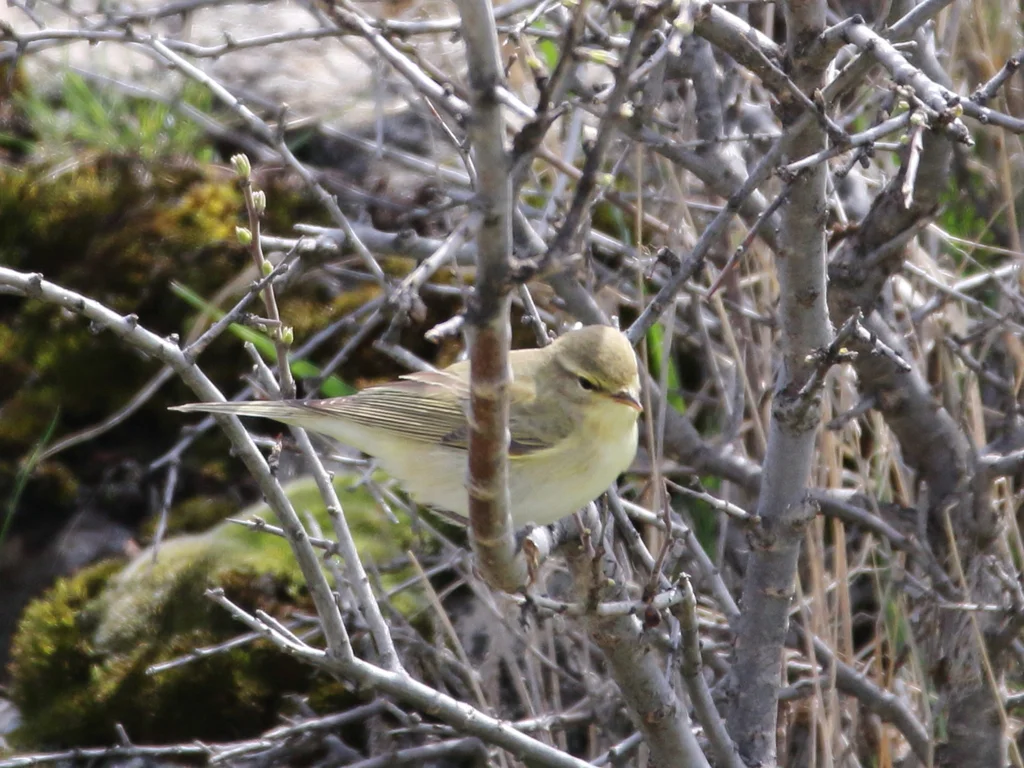 欧柳莺(Phylloscopus trochilus)