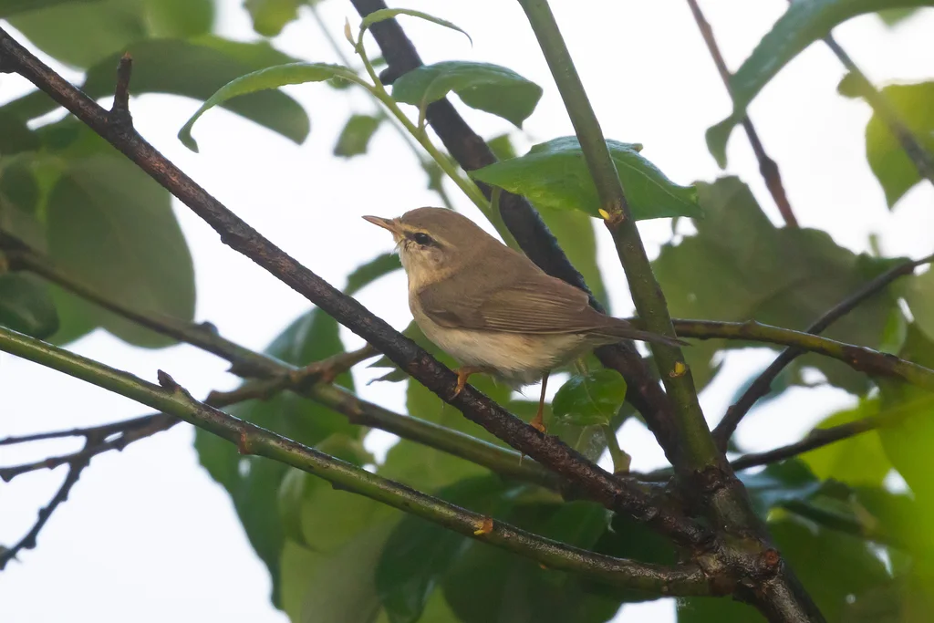 欧柳莺(Phylloscopus trochilus)