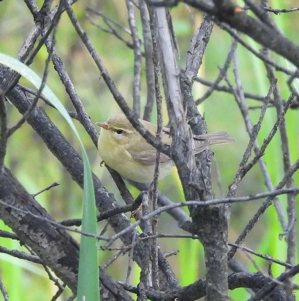 欧柳莺(Phylloscopus trochilus)
