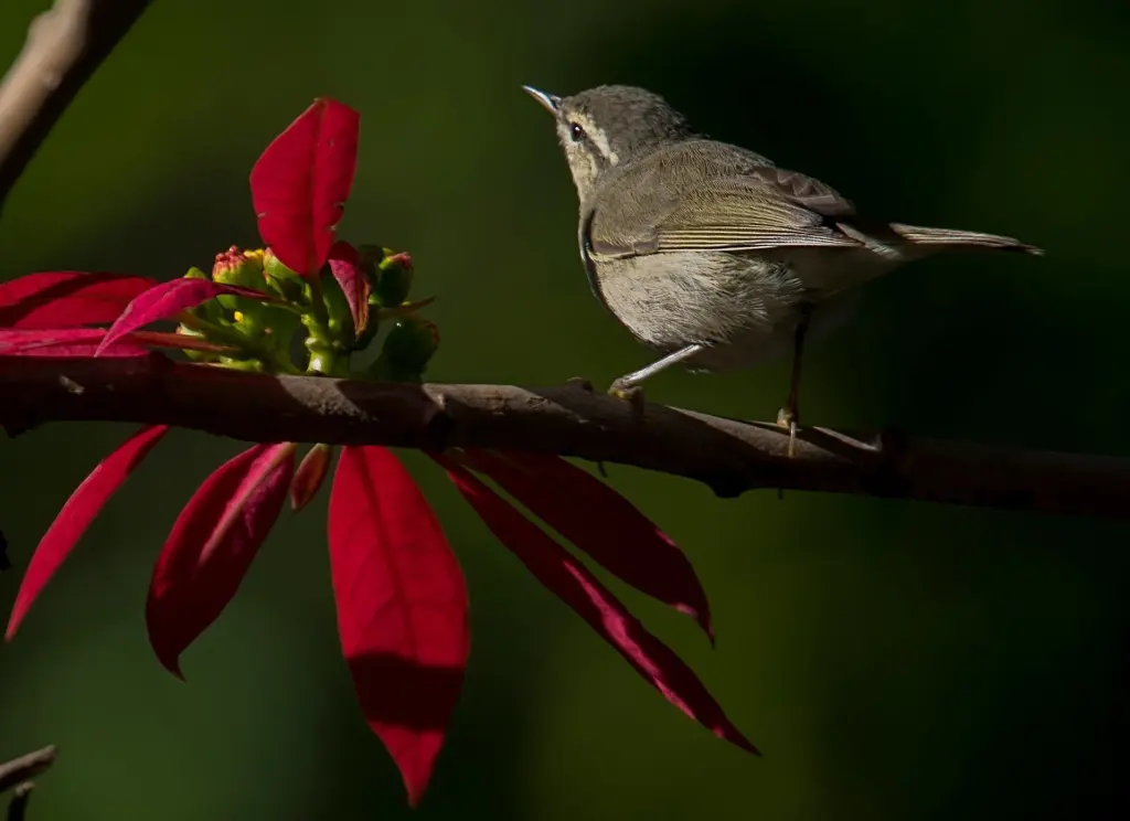 泰氏柳莺(Phylloscopus tytleri)