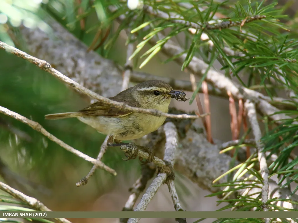 泰氏柳莺(Phylloscopus tytleri)