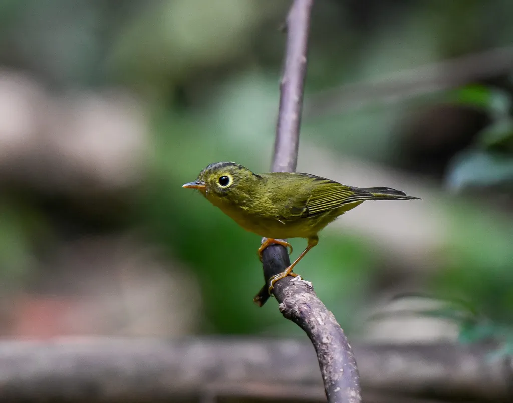 韦氏鹟莺(Phylloscopus whistleri)