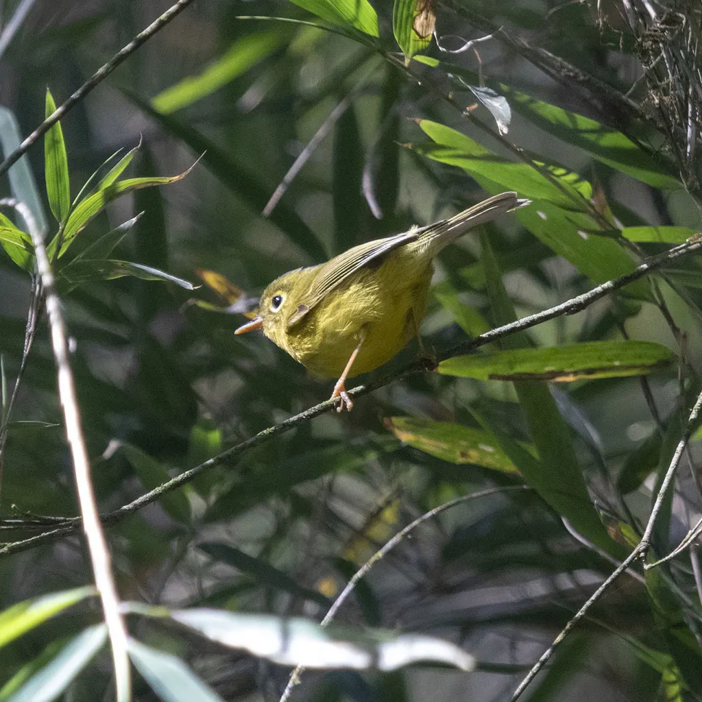 韦氏鹟莺(Phylloscopus whistleri)