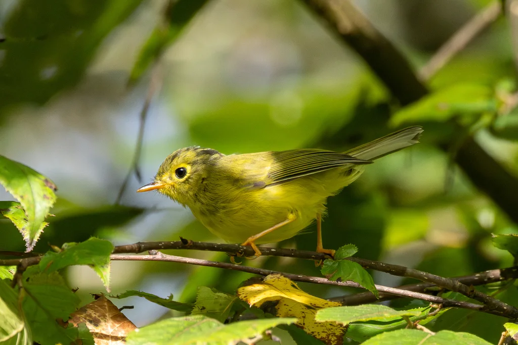 韦氏鹟莺(Phylloscopus whistleri)