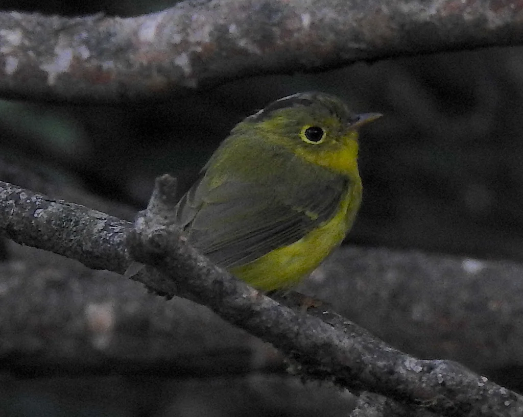 韦氏鹟莺(Phylloscopus whistleri)