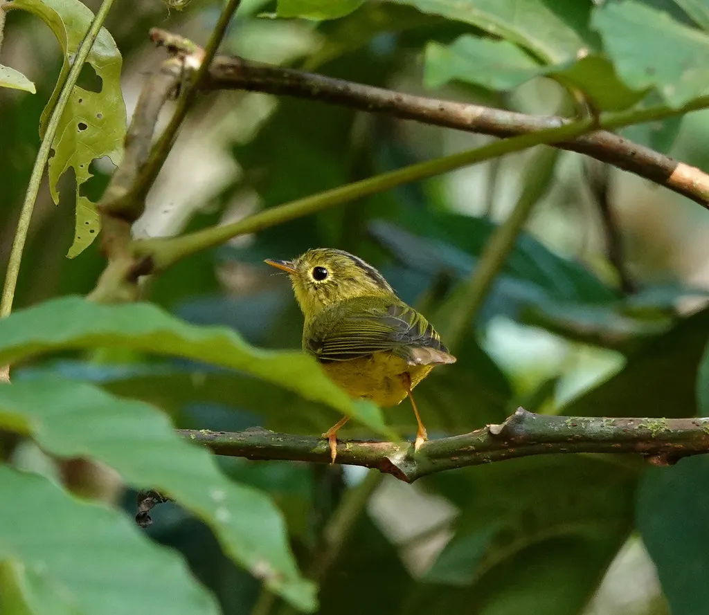 韦氏鹟莺(Phylloscopus whistleri)
