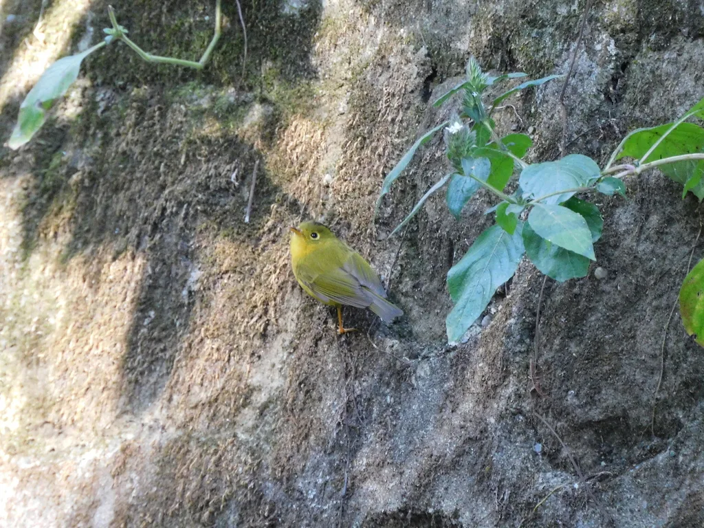 韦氏鹟莺(Phylloscopus whistleri)