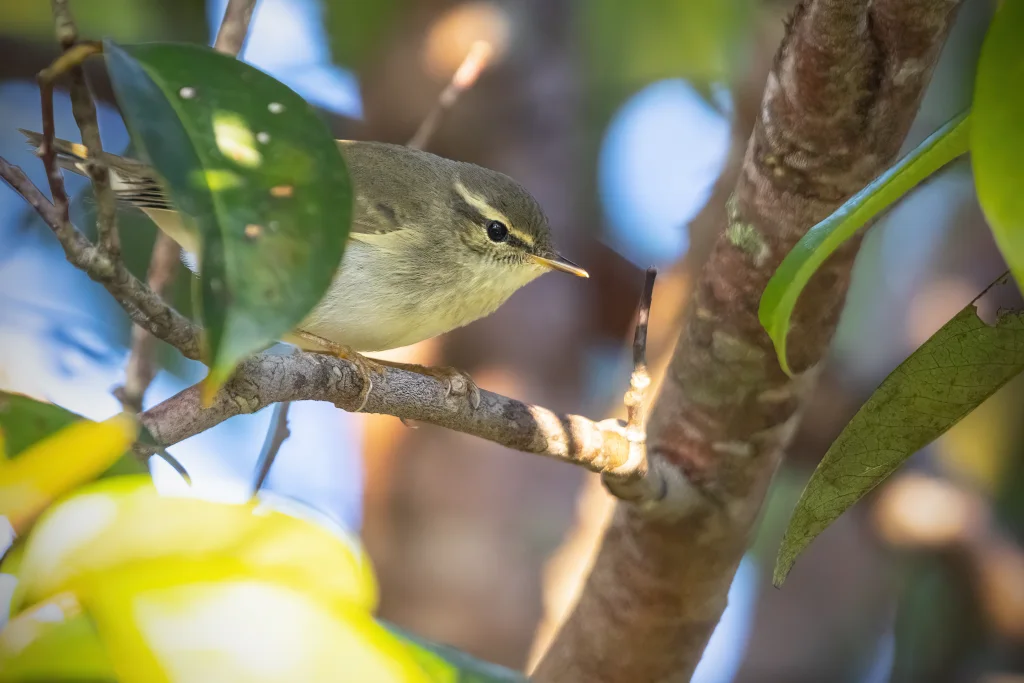 日本柳莺(Phylloscopus xanthodryas)