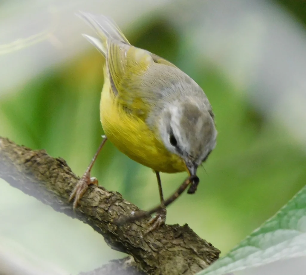 灰头柳莺(Phylloscopus xanthoschistos)