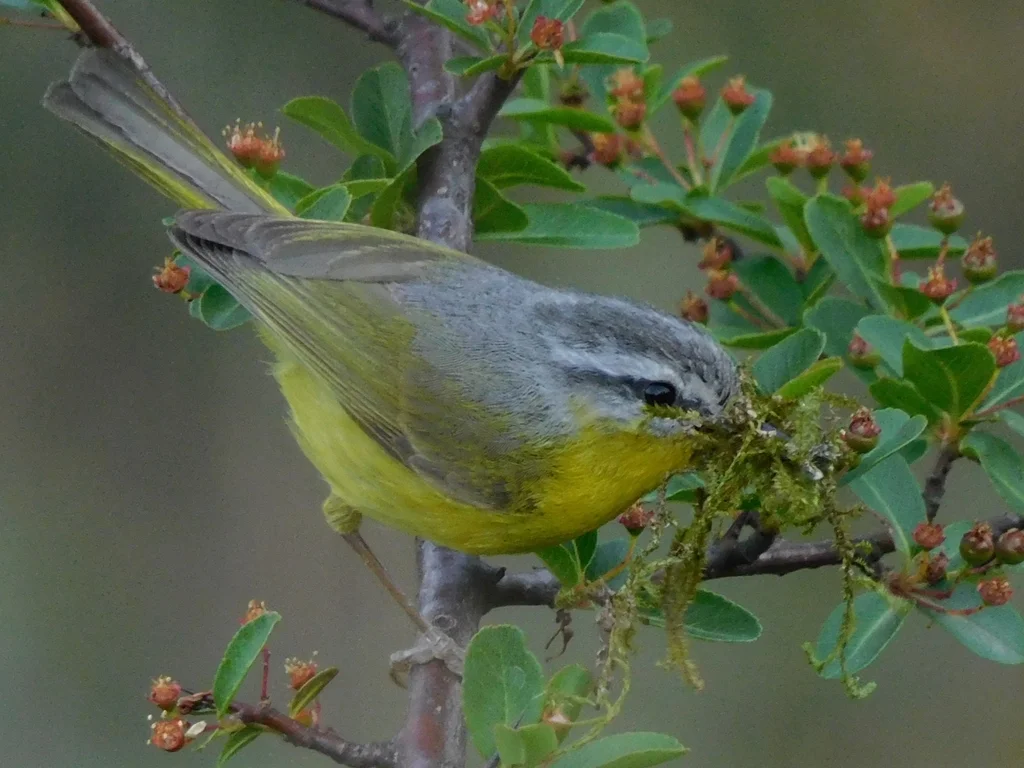 灰头柳莺(Phylloscopus xanthoschistos)