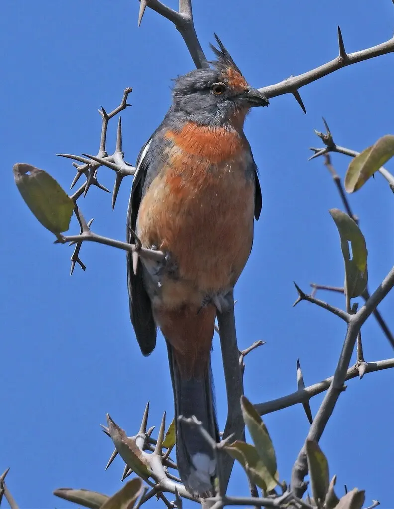 红胸割草鸟(Phytotoma rutila)