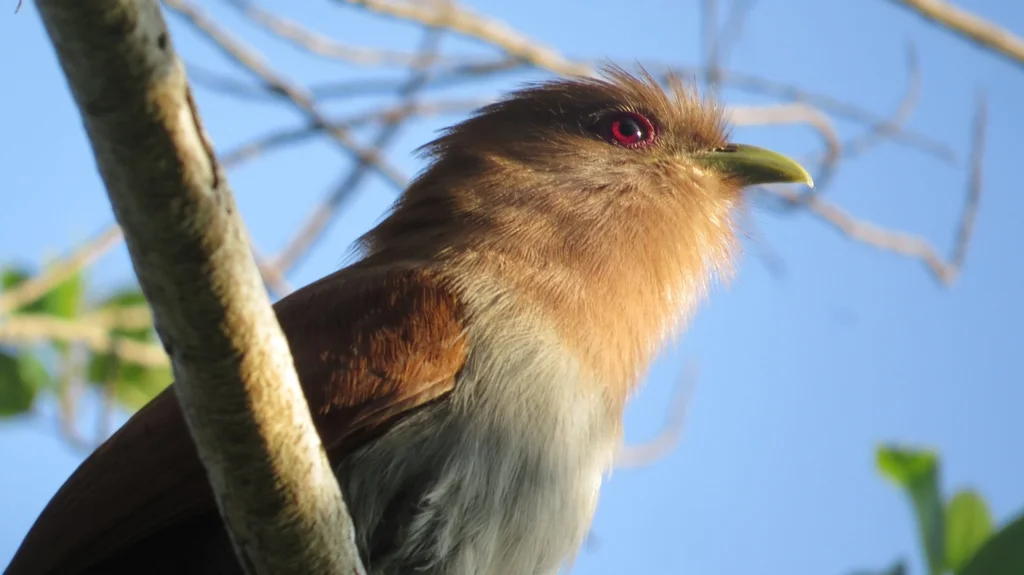 灰腹棕鹃(Piaya cayana)