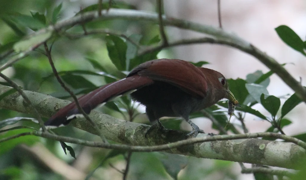 灰腹棕鹃(Piaya cayana)