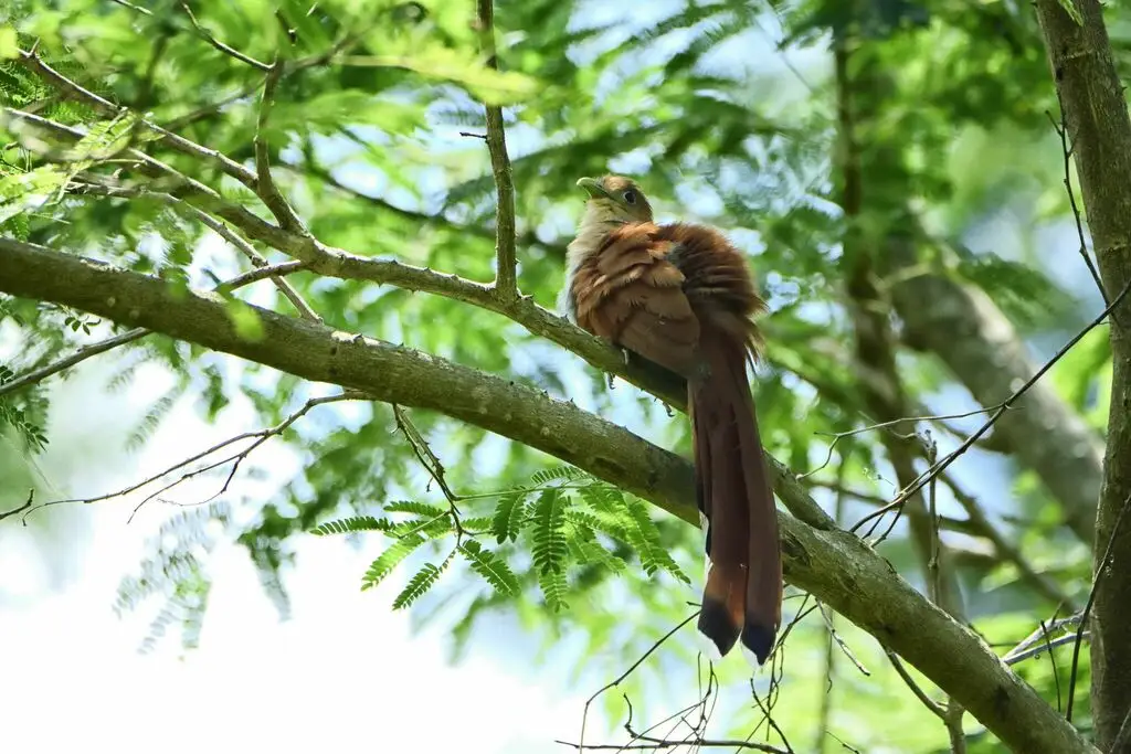 Piaya mexicana(Piaya mexicana)