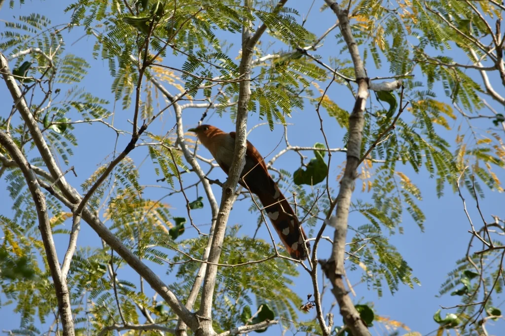 Piaya mexicana(Piaya mexicana)