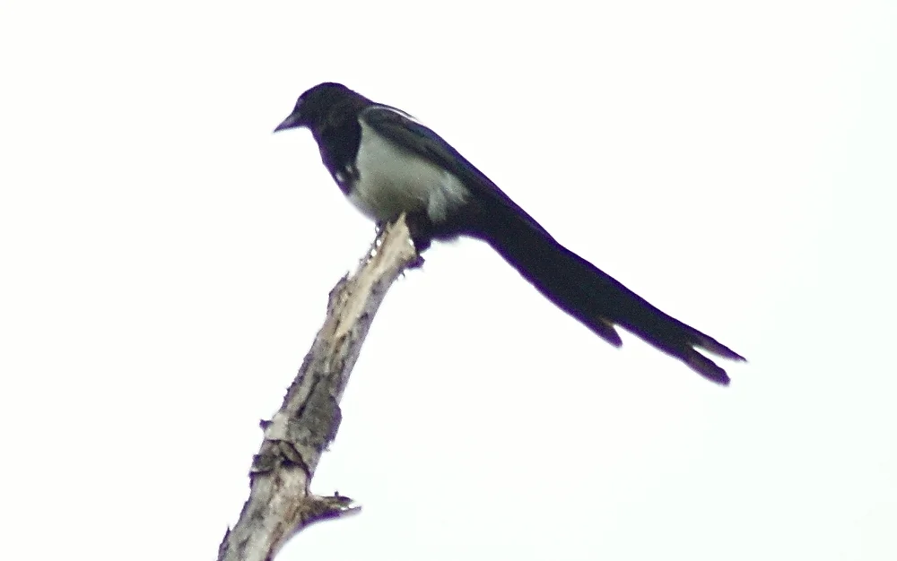北美喜鹊(Pica hudsonia)