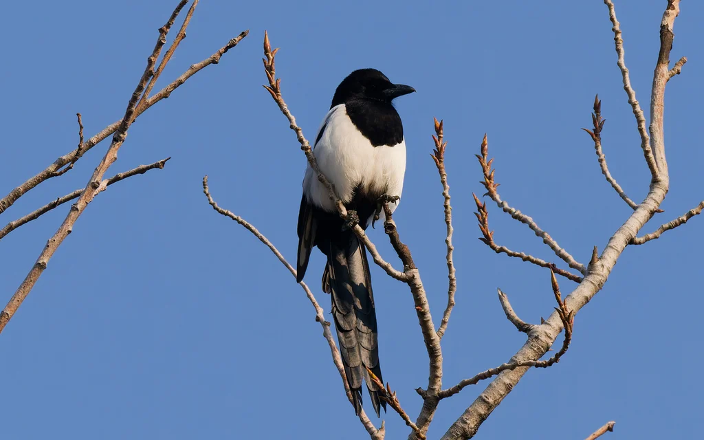 喜鹊(Pica serica)