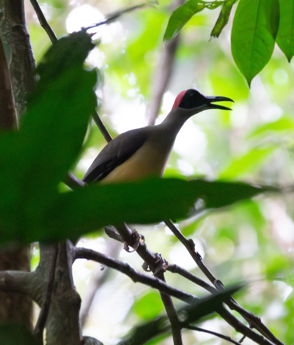 灰颈岩鹛(Picathartes oreas)