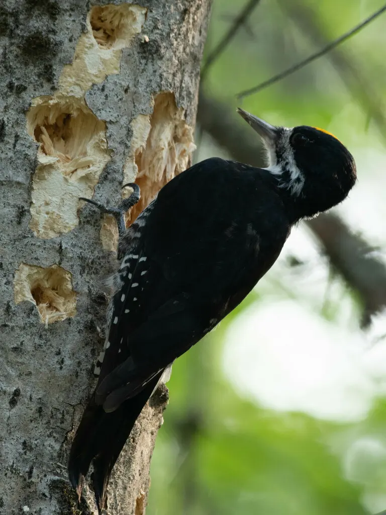 黑背三趾啄木鸟(Picoides arcticus)