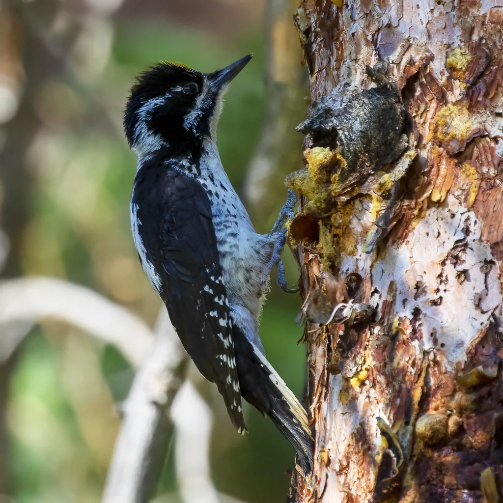 美洲三趾啄木鸟（Picoides dorsalis）