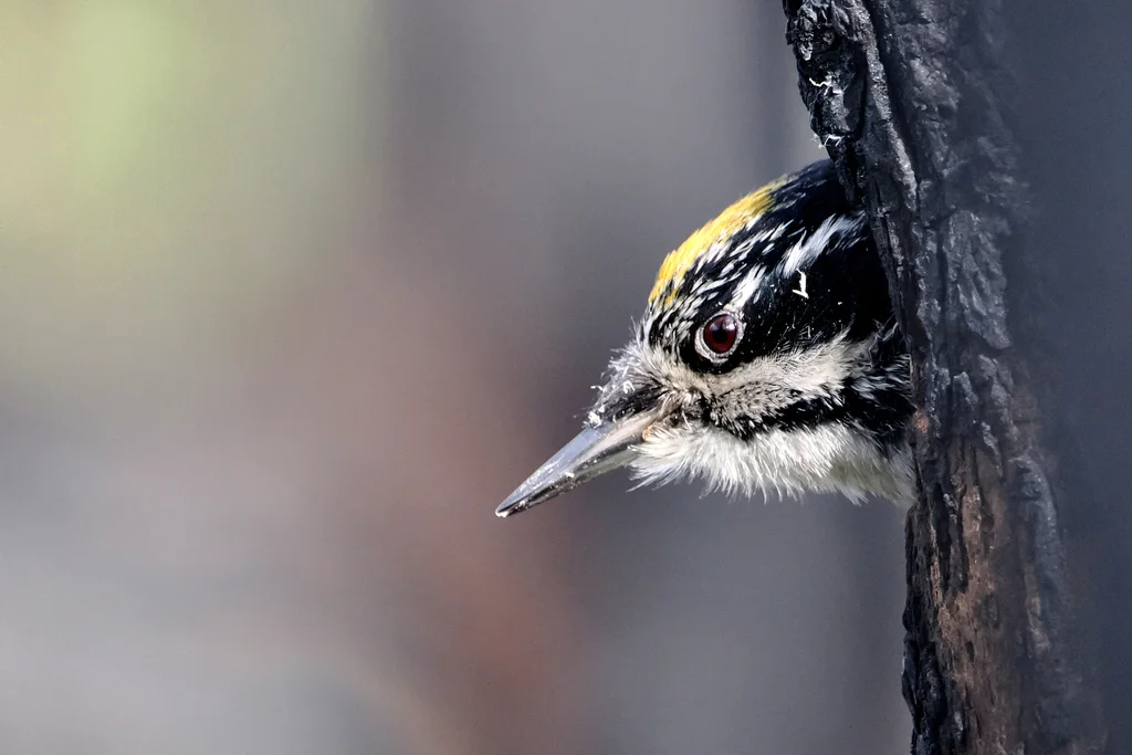 美洲三趾啄木鸟（Picoides dorsalis）