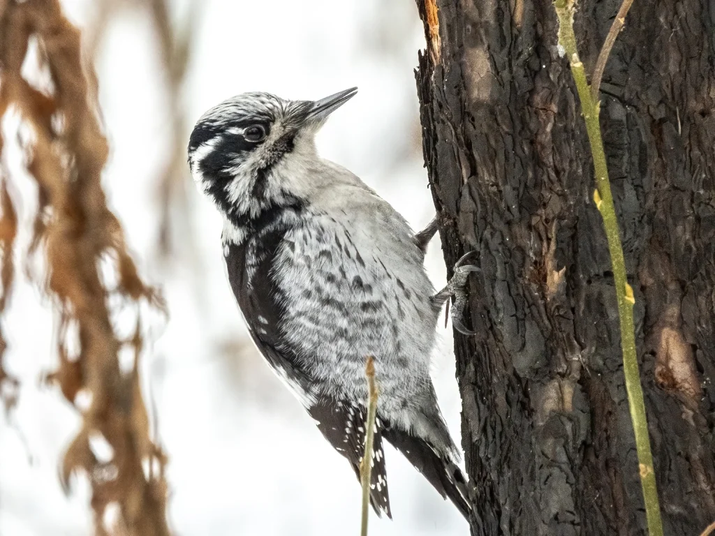 三趾啄木鸟（Picoides tridactylus）