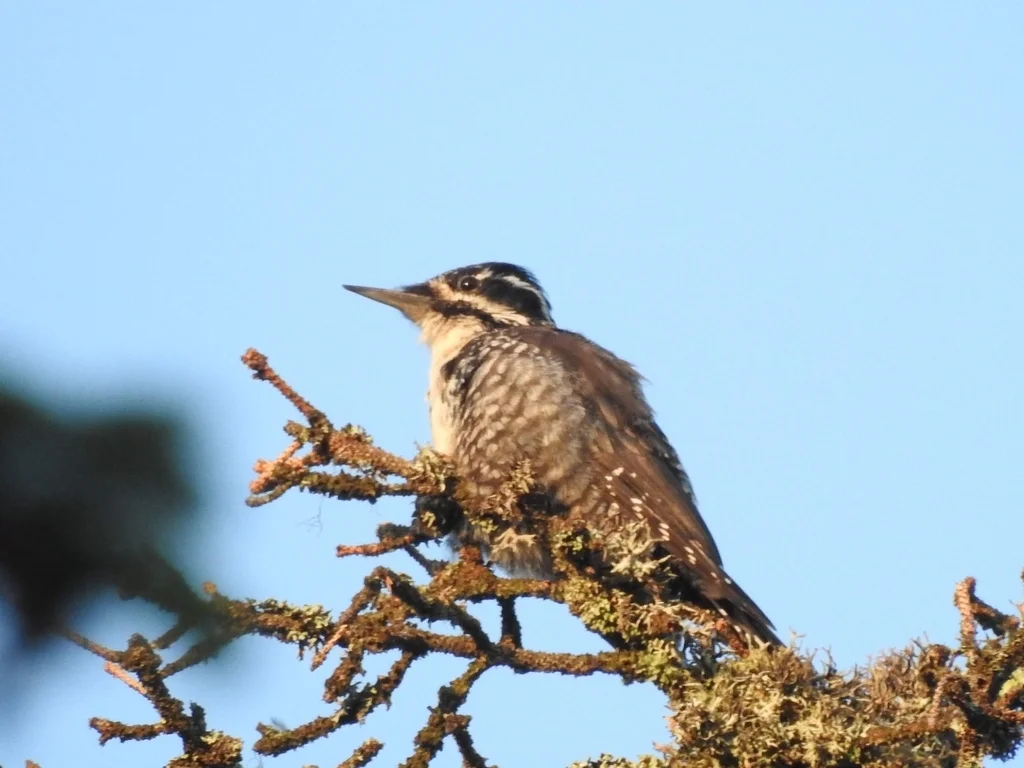 三趾啄木鸟（Picoides tridactylus）