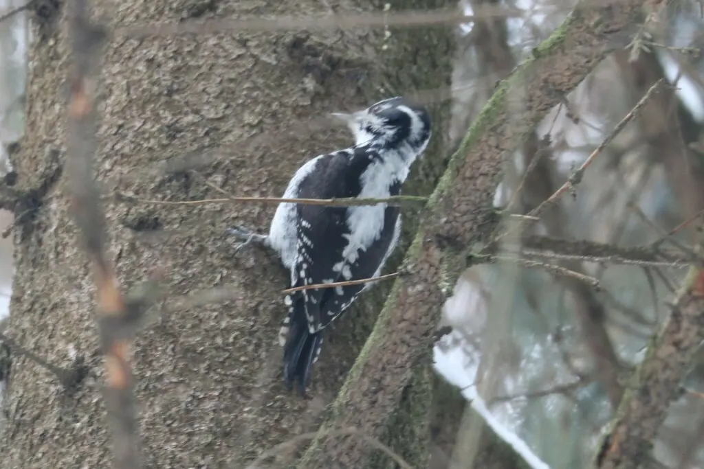 三趾啄木鸟（Picoides tridactylus）