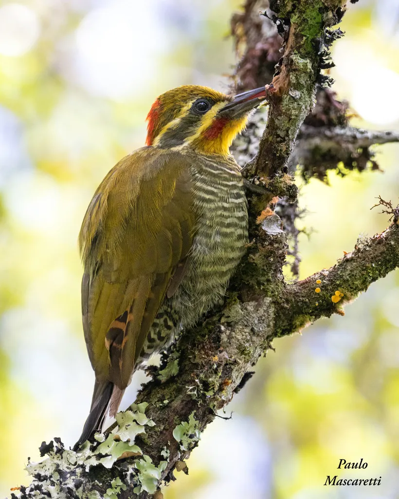 白眉啄木鸟(Piculus aurulentus)
