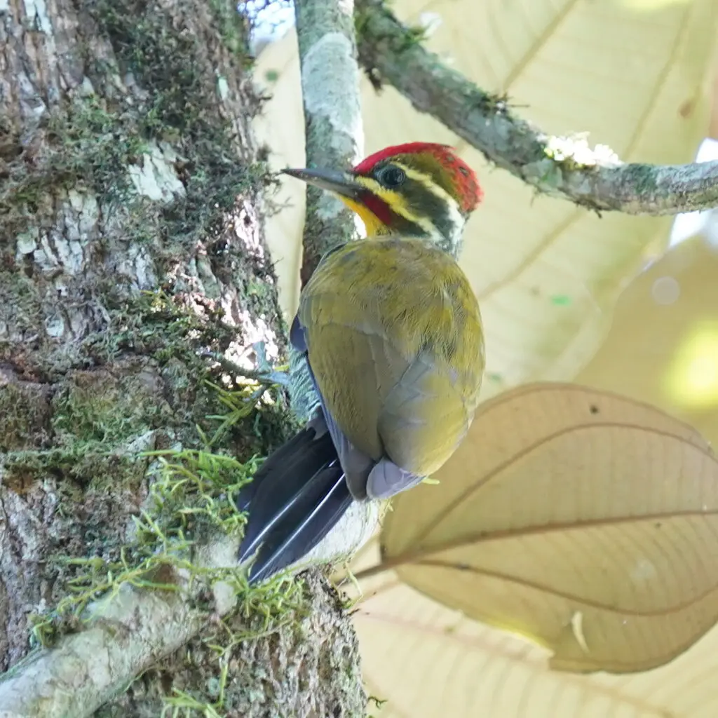 白眉啄木鸟(Piculus aurulentus)