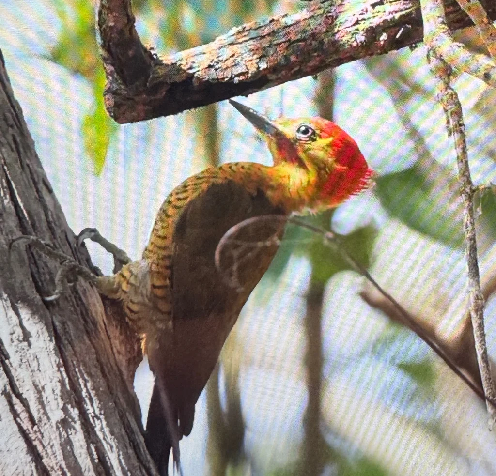 黄绿啄木鸟(Piculus chrysochloros)