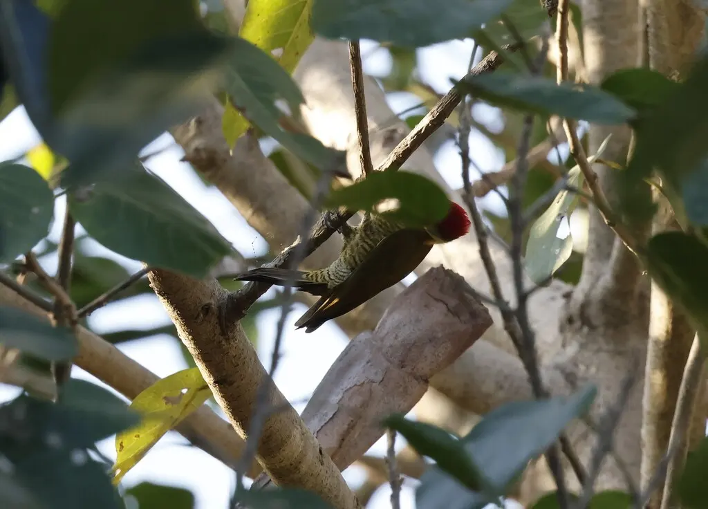 黄绿啄木鸟(Piculus chrysochloros)