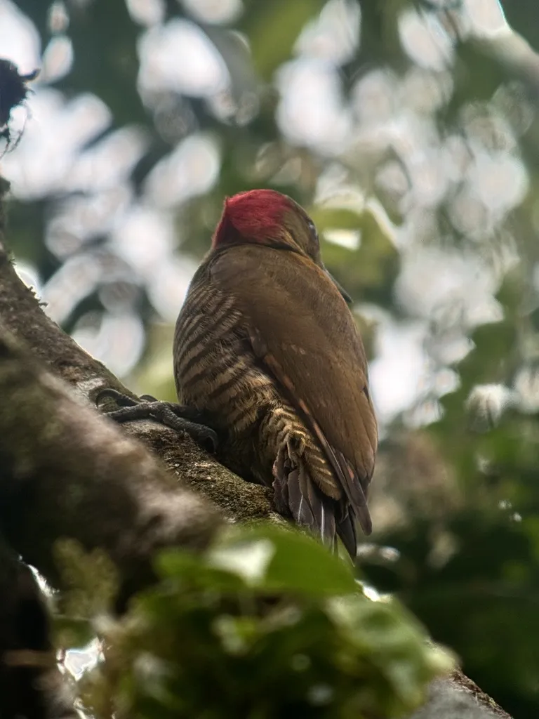 棕翅啄木鸟(Piculus simplex)