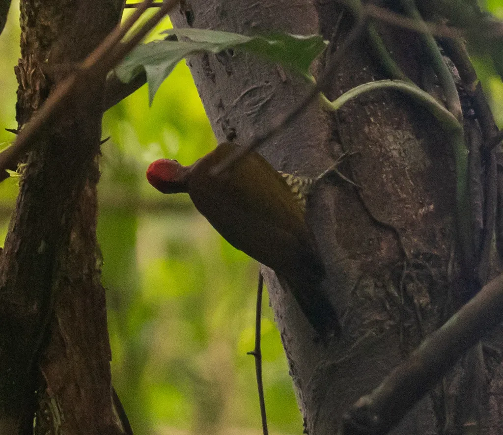 棕翅啄木鸟(Piculus simplex)
